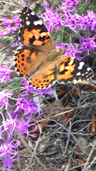 Liatris punctata