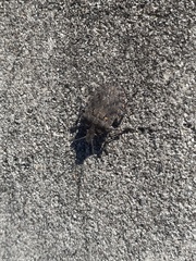 Brochymena quadripustulata