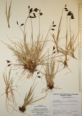 Carex atrofusca
