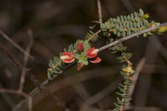 Darwinia pauciflora