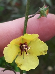 Verbascum blattaria