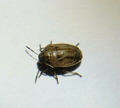 Neottiglossa pusilla