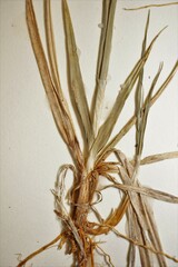 Carex atrofusca