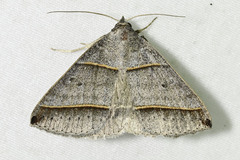 Ptichodis vinculum