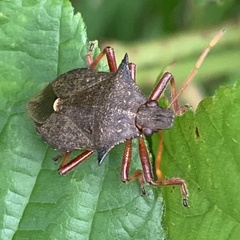 Picromerus bidens