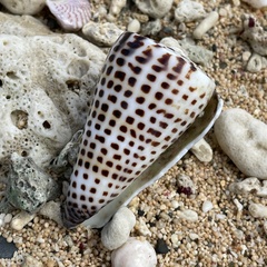 Conus litteratus
