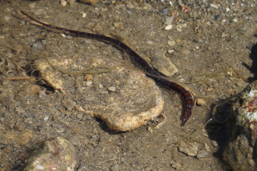 Halicampus boothae