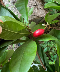 Synsepalum dulcificum