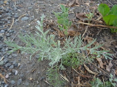 Artemisia nitrosa