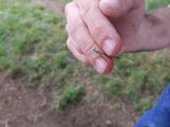 Platycnemis acutipennis