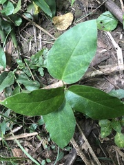 Vincetoxicum hirsutum