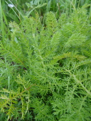 Artemisia laciniata