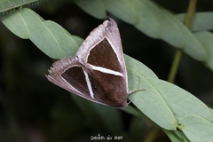 Chalciope mygdon