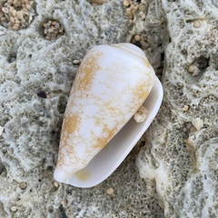 Conus omaria