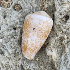 Conus omaria