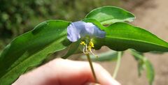 Commelina paludosa