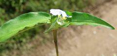 Commelina paludosa