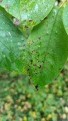 Pucciniastrum areolatum