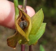 Commelina paludosa