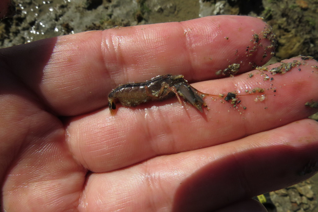 Alpheus splendidus