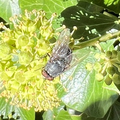 Calliphora vomitoria