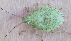 Chlorocoris