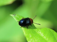 Gastrophysa polygoni