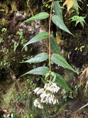 Eupatorium chinense tozanense