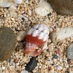Orphanopusia patriarchalis