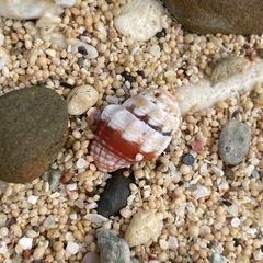 Orphanopusia patriarchalis