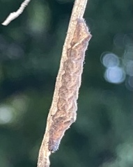 Orthodes majuscula