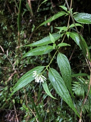 Eupatorium chinense tozanense