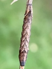Orthodes majuscula