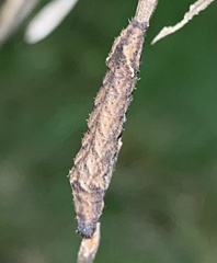 Orthodes majuscula