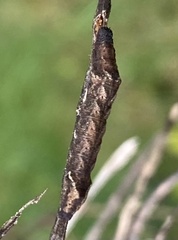 Orthodes majuscula