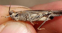 Acrotylus braudi