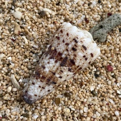 Conus imperialis