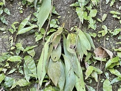 Antrophyum formosanum