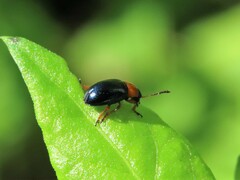 Gastrophysa polygoni