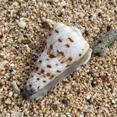 Conus imperialis
