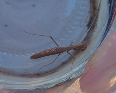 Geomantis larvoides