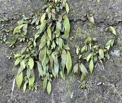 Antrophyum formosanum