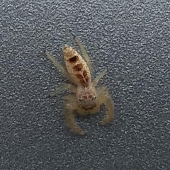 Hentzia mitrata