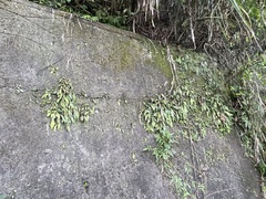 Antrophyum formosanum