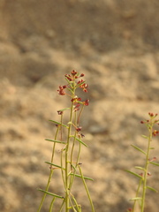 Cleome violacea