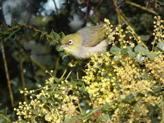 Zosterops lateralis