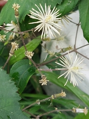 Clematis vitalba