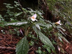 Impatiens uniflora