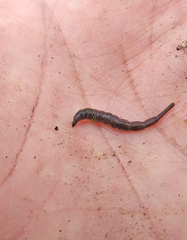 Stratiomyini