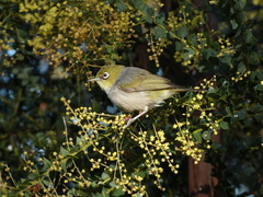 Zosterops lateralis